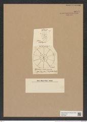 Asterolampra ratula Grev. (de-Toni-Nr.: Genus 235, Species 5663) Zeichnungen Sammlung Grunow Nr. 9651 (NHMW-BOT-W0379583)